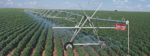 uma ampla lavoura de algodão, com as plantas verdes e saudáveis dispostas em fileiras perfeitamente alinhadas