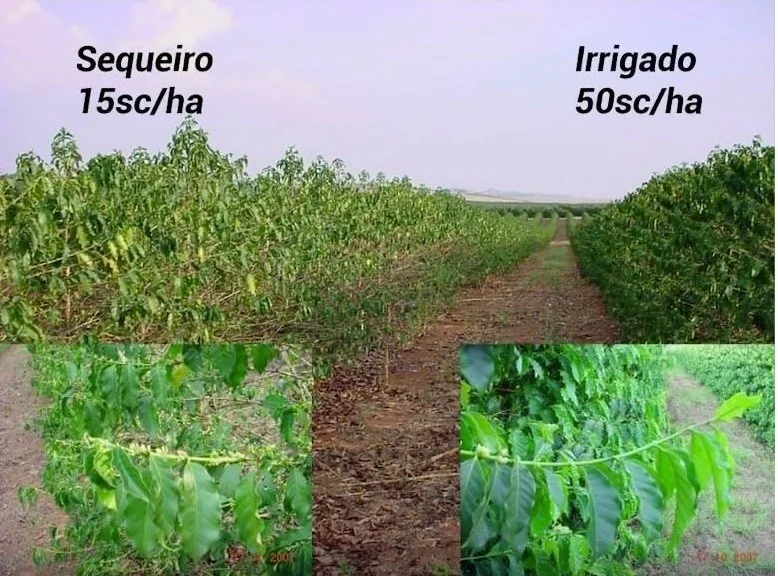 montagem comparativa que ilustra o impacto da irrigação na produtividade de uma lavoura de café. Do lado esque