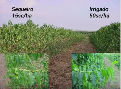 montagem comparativa que ilustra o impacto da irrigação na produtividade de uma lavoura de café. Do lado esque