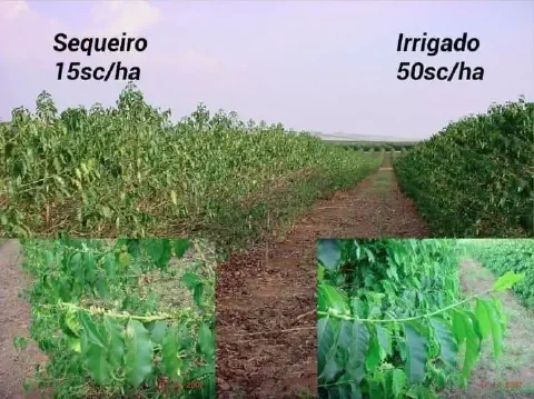 montagem comparativa que ilustra o impacto da irrigação na produtividade de uma lavoura de café. O lado esquer