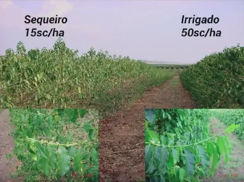 montagem comparativa que ilustra o impacto da irrigação na produtividade de uma lavoura de café. O lado esquer