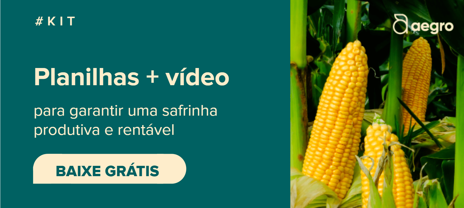 variedades de milho mais produtivas