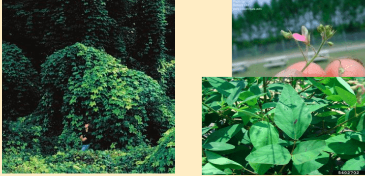 Esta imagem é uma composição de três fotografias que ilustram a planta Kudzu (Pueraria montana), uma espécie de trepadeira le