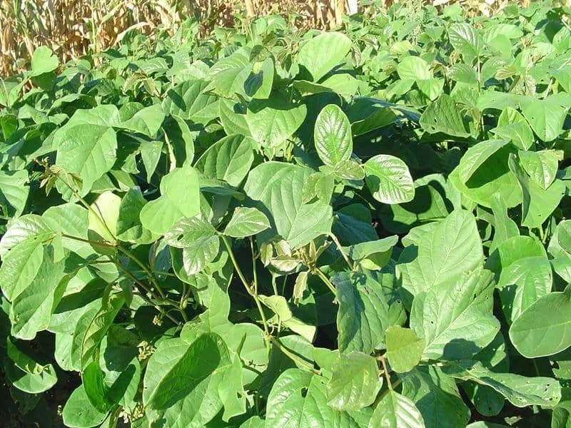 uma plantação densa de Kudzu Tropical (Pueraria phaseoloides), uma leguminosa de folhas largas e verdes, utili