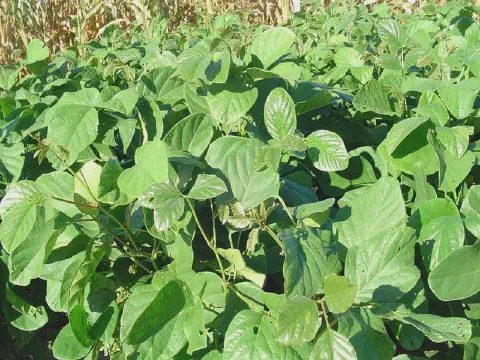 uma plantação densa de Kudzu Tropical (Pueraria phaseoloides), uma leguminosa de folhas largas e verdes, utili