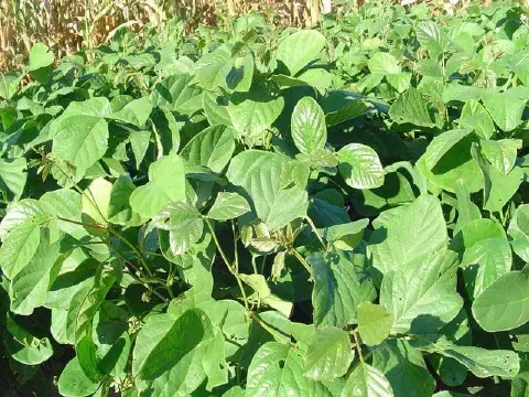 uma plantação densa de Kudzu Tropical (Pueraria phaseoloides), uma leguminosa de folhas largas e verdes, utili