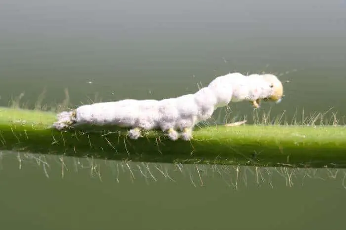 uma fotografia macro de uma lagarta branca sobre o caule verde e piloso de uma planta, com um fundo verde suav