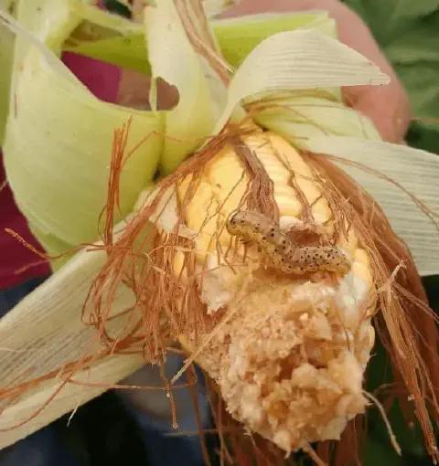 close-up de uma espiga de milho com a palha parcialmente aberta, revelando um ataque de pragas. Duas lagartas verdes com listras escuras são visíveis.