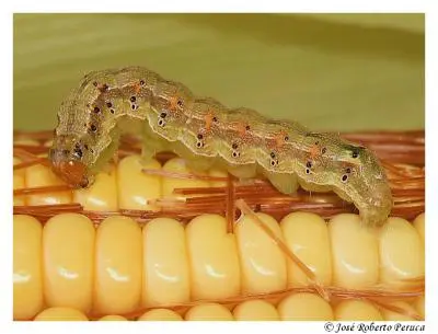 uma fotografia macro de uma lagarta, provavelmente a lagarta-da-espiga (Helicoverpa zea), sobre uma espiga de