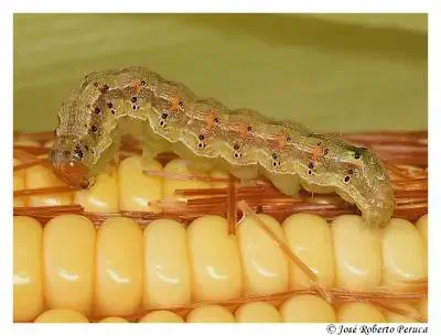 uma fotografia macro de uma lagarta, provavelmente a lagarta-da-espiga (Helicoverpa zea), sobre uma espiga de