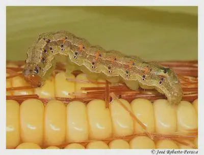 Lagarta-da-espiga: Identifique e controle a praga do milho uma fotografia macro de uma lagarta, provavelmente a lagarta-da-espiga (Helicoverpa zea), sobre uma espiga de