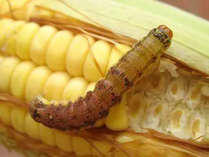 close-up de uma lagarta-da-espiga (Helicoverpa zea) sobre uma espiga de milho. A lagarta, de coloração que
