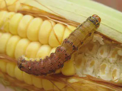 close-up de uma lagarta-da-espiga (Helicoverpa zea) sobre uma espiga de milho. A lagarta, de coloração que