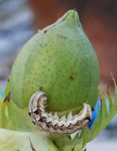 close-up detalhado de uma lagarta, provavelmente a lagarta-da-maçã (Helicoverpa armigera), sobre uma maçã d