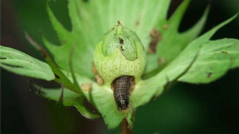 uma fotografia macro de uma lagarta, provavelmente a lagarta-da-maçã (Helicoverpa armigera), atacando um capul