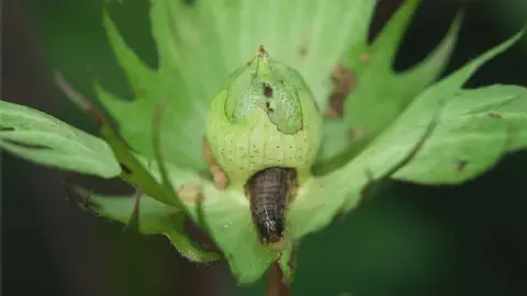 uma fotografia macro de uma lagarta, provavelmente a lagarta-da-maçã (Helicoverpa armigera), atacando um capul