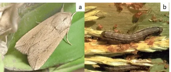 composição de duas fotografias, rotuladas como ‘a’ e ‘b’, que ilustram dois estágios de vida da lagarta-do-car