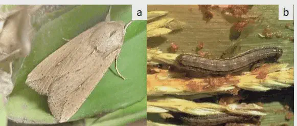 composição de duas fotografias, rotuladas como &#39;a&#39; e &#39;b&#39;, que ilustram dois estágios de vida da lagarta-do-car
