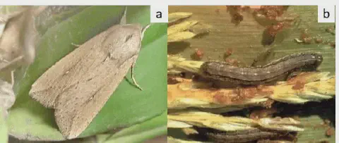 composição de duas fotografias, rotuladas como 'a' e 'b', que ilustram dois estágios de vida da lagarta-do-car