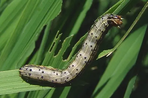 close-up detalhado de uma lagarta-do-cartucho (Spodoptera frugiperda) sobre uma folha verde, provavelmente
