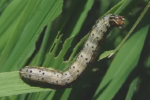 close-up detalhado de uma lagarta-do-cartucho (Spodoptera frugiperda) sobre uma folha verde, provavelmente