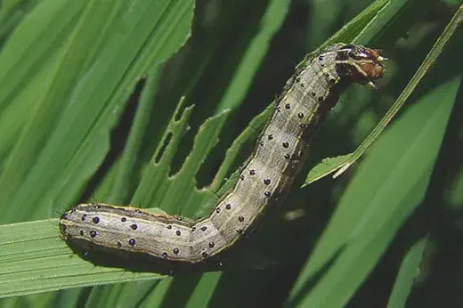 close-up detalhado de uma lagarta-do-cartucho (Spodoptera frugiperda) sobre uma folha verde, provavelmente