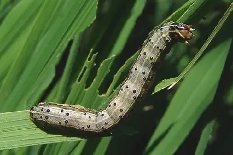 close-up detalhado de uma lagarta-do-cartucho (Spodoptera frugiperda) sobre uma folha verde, provavelmente