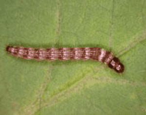 close-up detalhado de uma lagarta, especificamente a lagarta-do-cartucho (Spodoptera frugiperda), sobre uma