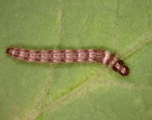 close-up detalhado de uma lagarta, especificamente a lagarta-do-cartucho (Spodoptera frugiperda), sobre uma