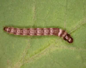 close-up detalhado de uma lagarta, especificamente a lagarta-do-cartucho (Spodoptera frugiperda), sobre uma