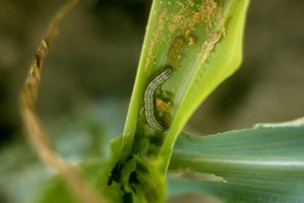 uma fotografia em close-up de uma lagarta-do-cartucho (Spodoptera frugiperda) alojada no cartucho de uma plant