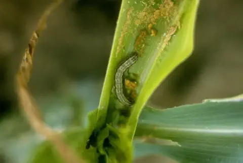 uma fotografia em close-up de uma lagarta-do-cartucho (Spodoptera frugiperda) alojada no cartucho de uma plant