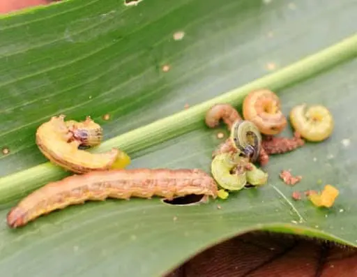 close-up de várias lagartas em diferentes estágios de desenvolvimento sobre uma folha verde, provavelmente