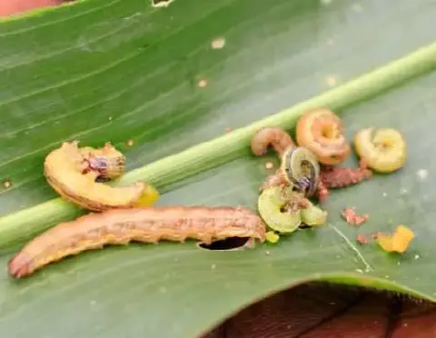 close-up de várias lagartas em diferentes estágios de desenvolvimento sobre uma folha verde, provavelmente