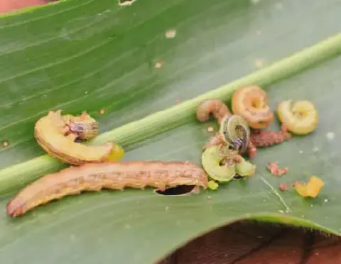 close-up de várias lagartas em diferentes estágios de desenvolvimento sobre uma folha verde, provavelmente