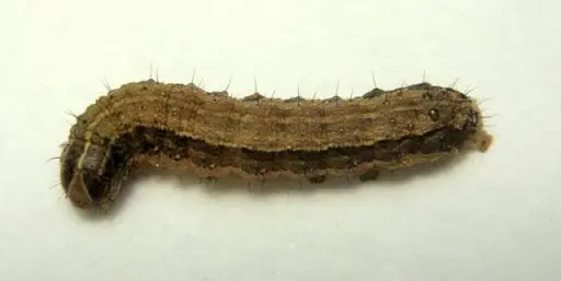 close-up detalhado de uma lagarta, provavelmente do complexo Spodoptera, como a lagarta-do-cartucho (Spodop