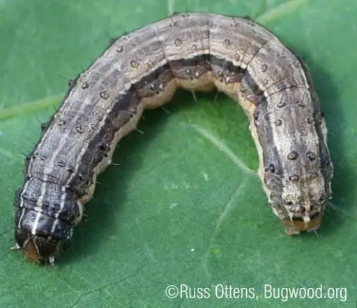 close-up detalhado de uma lagarta-do-cartucho (Spodoptera frugiperda) sobre uma folha verde e vibrante. A l