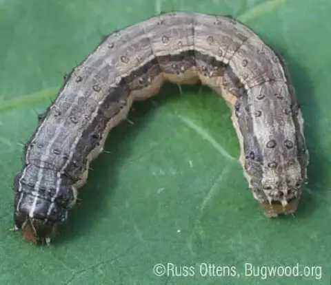 close-up detalhado de uma lagarta-do-cartucho (Spodoptera frugiperda) sobre uma folha verde e vibrante. A l