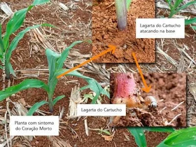 Lagarta-do-cartucho: Como Identificar o Coração Morto no Milho composição fotográfica informativa que ilustra os danos causados pela lagarta-do-cartucho (Spodoptera frugiper