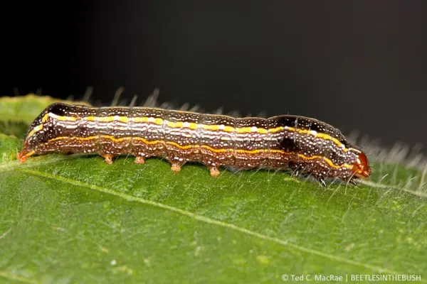 uma fotografia macro detalhada de uma lagarta, provavelmente a lagarta-do-cartucho (Spodoptera frugiperda), so