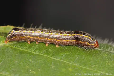 uma fotografia macro detalhada de uma lagarta, provavelmente a lagarta-do-cartucho (Spodoptera frugiperda), so