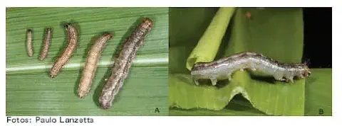 composição de duas fotografias que ilustram a lagarta-do-cartucho (Spodoptera frugiperda), uma das principais