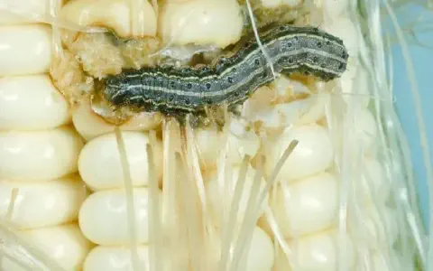 close-up detalhado de uma espiga de milho sendo atacada por uma lagarta-do-cartucho (Spodoptera frugiperda)