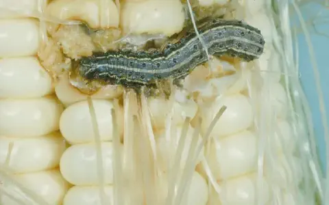 close-up detalhado de uma espiga de milho sendo atacada por uma lagarta-do-cartucho (Spodoptera frugiperda)