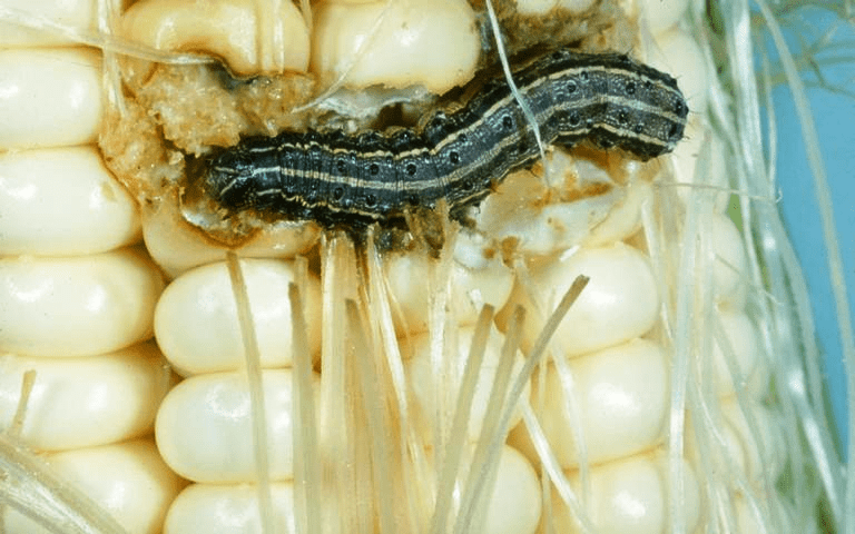 close-up detalhado de uma espiga de milho sendo atacada por uma lagarta-do-cartucho (Spodoptera frugiperda)