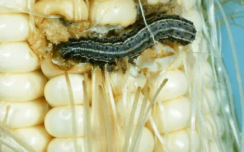 close-up detalhado de uma espiga de milho sendo atacada por uma lagarta-do-cartucho (Spodoptera frugiperda)