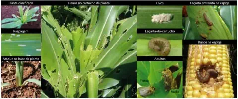 composição visual detalhada que ilustra o ciclo de vida e os danos causados pela lagarta-do-cartucho (Spodopte