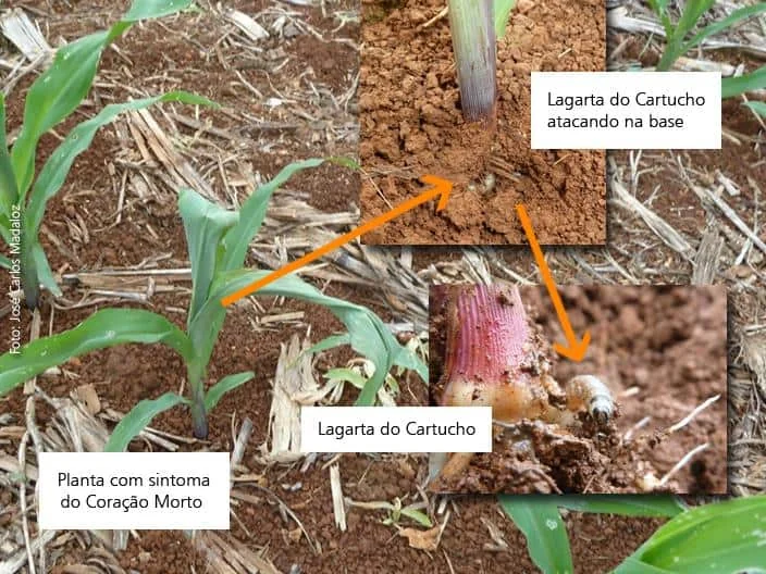 composição fotográfica que ilustra o ataque da Lagarta do Cartucho (Spodoptera frugiperda) em plantas jovens d