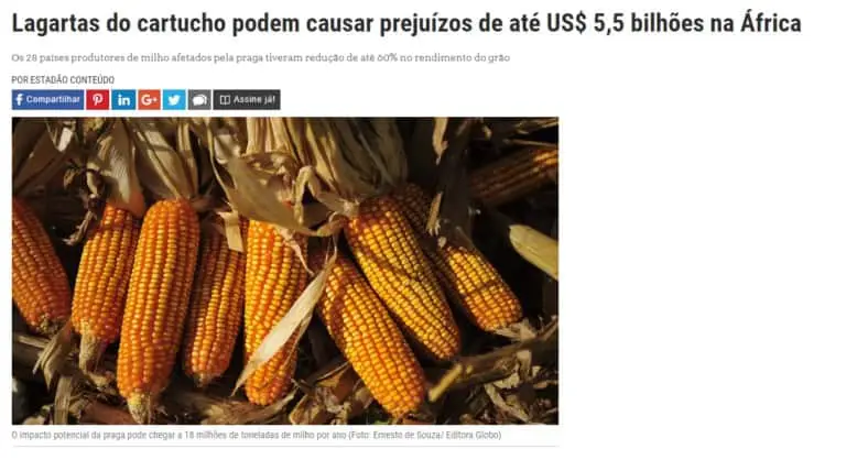 captura de tela de uma matéria jornalística que aborda o impacto econômico da lagarta-do-cartucho na produção