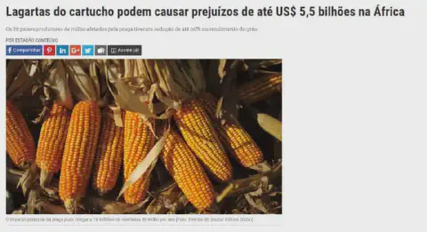 captura de tela de uma matéria jornalística que aborda o impacto econômico da lagarta-do-cartucho na produção